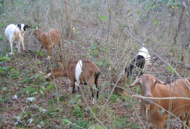 The Herd at work