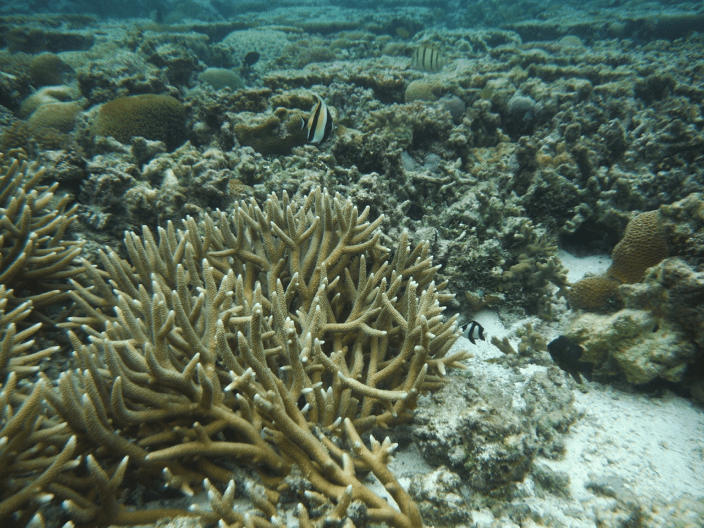 A healthy coral reef on the Great Barrier Reef relies on countless symbiotic relationships between plants and animals. (Lady Elliot Island Eco Resort, Queensland)