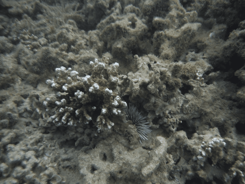 This bleached coral in Mo'orea, French Polynesia has died. The area is now overtaken by macroalgae and covered in sediment.  
