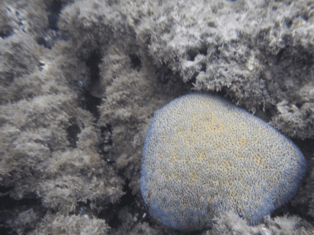 One lone healthy coral fights to survive amongst macroalgae in Mo'orea, French Polynesia.