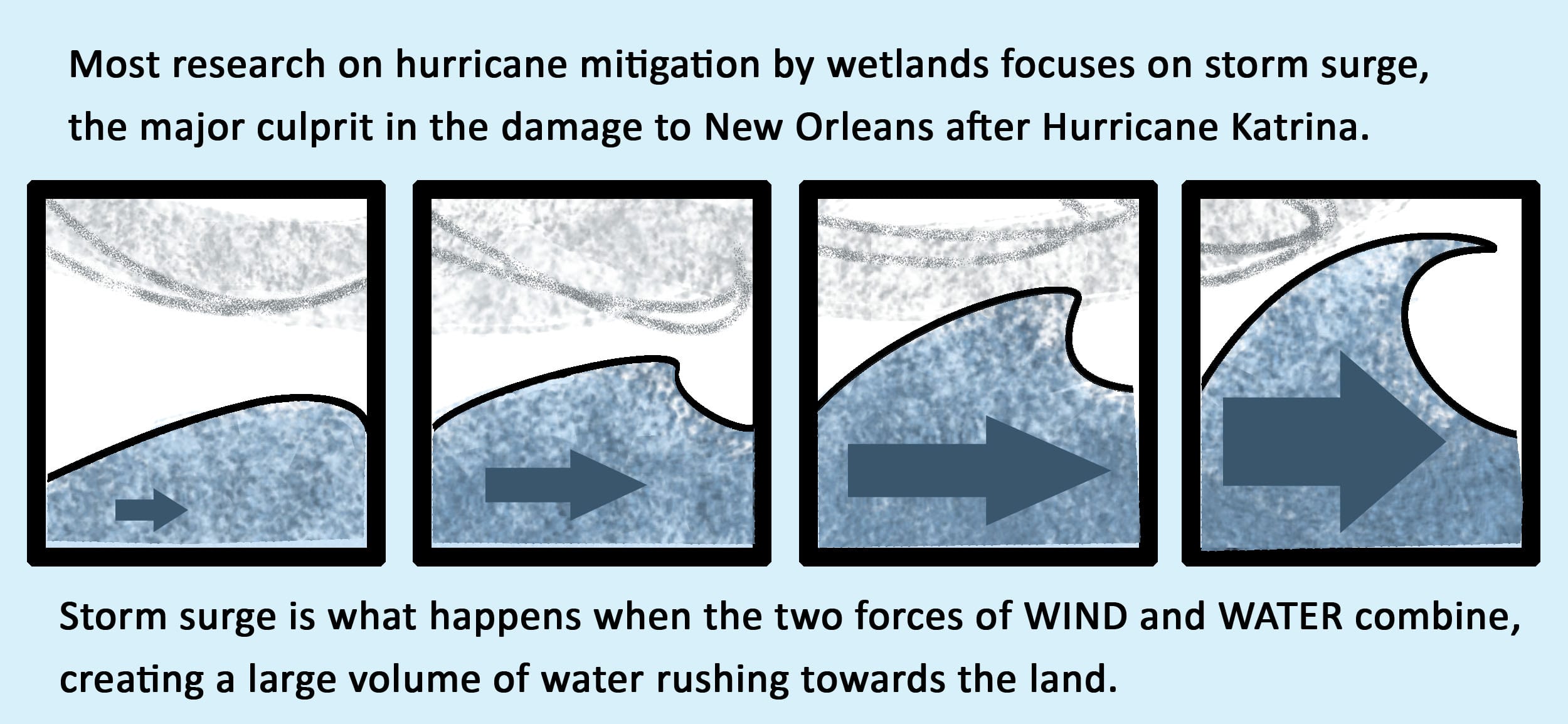Most research on hurricane mitigation by wetlands focuses on storm surge, the major culprit in the damage to New Orleans after Hurricane Katrina. Storm surge is what happens when the two forces of WIND and WATER combine, creating a large volume of water rushing towards the land.