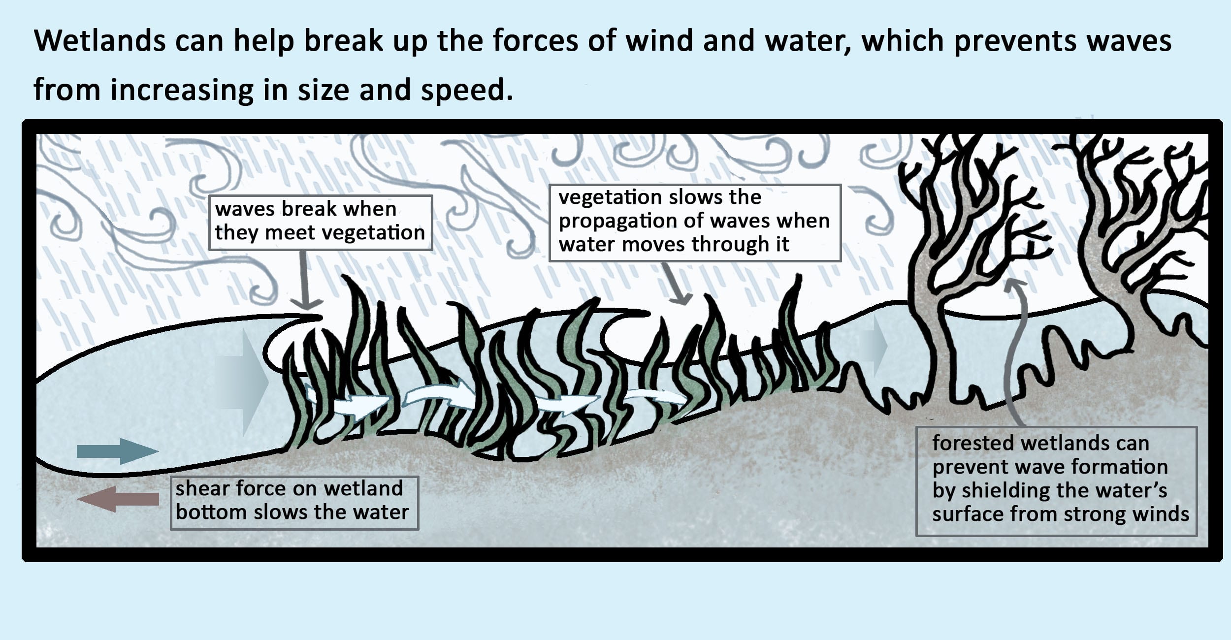 Wetlands can help break up the forces of wind and water, which prevents waves from increasing in size