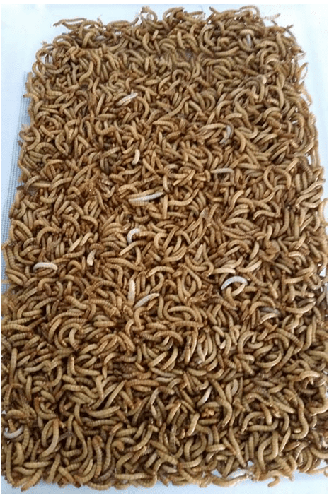 This is what 5000 mealworms looks like. A one inch deep writhing mass of pure bug. 