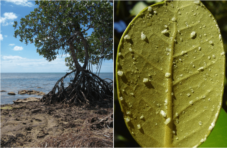 Left: Red mangrove (Rhizophora mangle; a salt excluder) found on Big Pine Key, FL Image: Alex Pilote Right: Mangrove leaf (unknown species) extruding salt in order to maintain proper saline levels within cells
