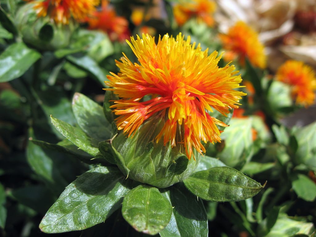 Safflower flower. Flickr Creative Commons image. 