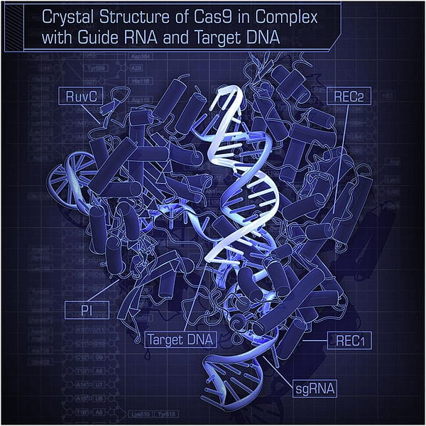 600px-Crystal_Structure_of_Cas9_in_Complex_with_Guide_RNA_and_Target_DNA