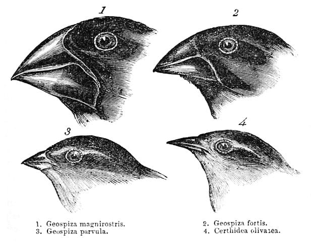 636px-Darwin's_finches_by_Gould