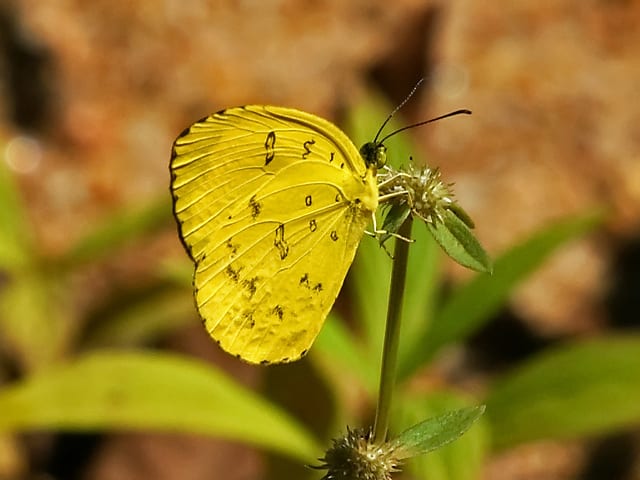 A common grass yellow butterfly. Photo via David Cook Flickr.
