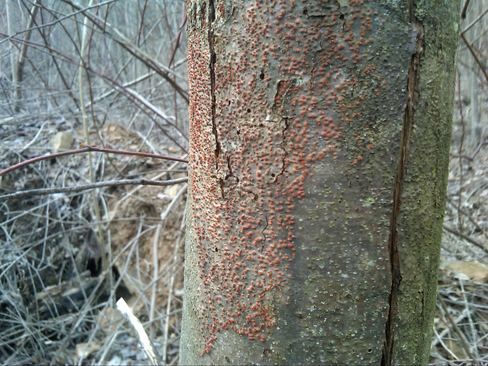 Chestnut tree fungus blight on the bark of a ~10 year old Chestnut tree in Adams County, Ohio Date, 18 February 2012, Claudette Hoffman.