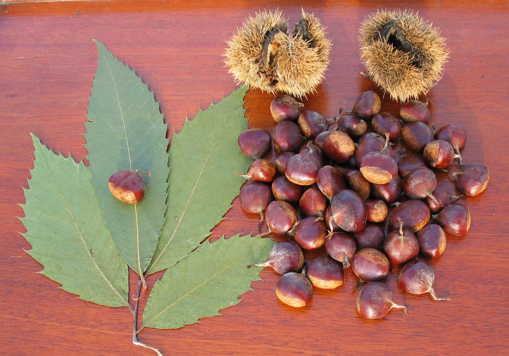 American chestnut leaves and nuts [Wikipedia commons]