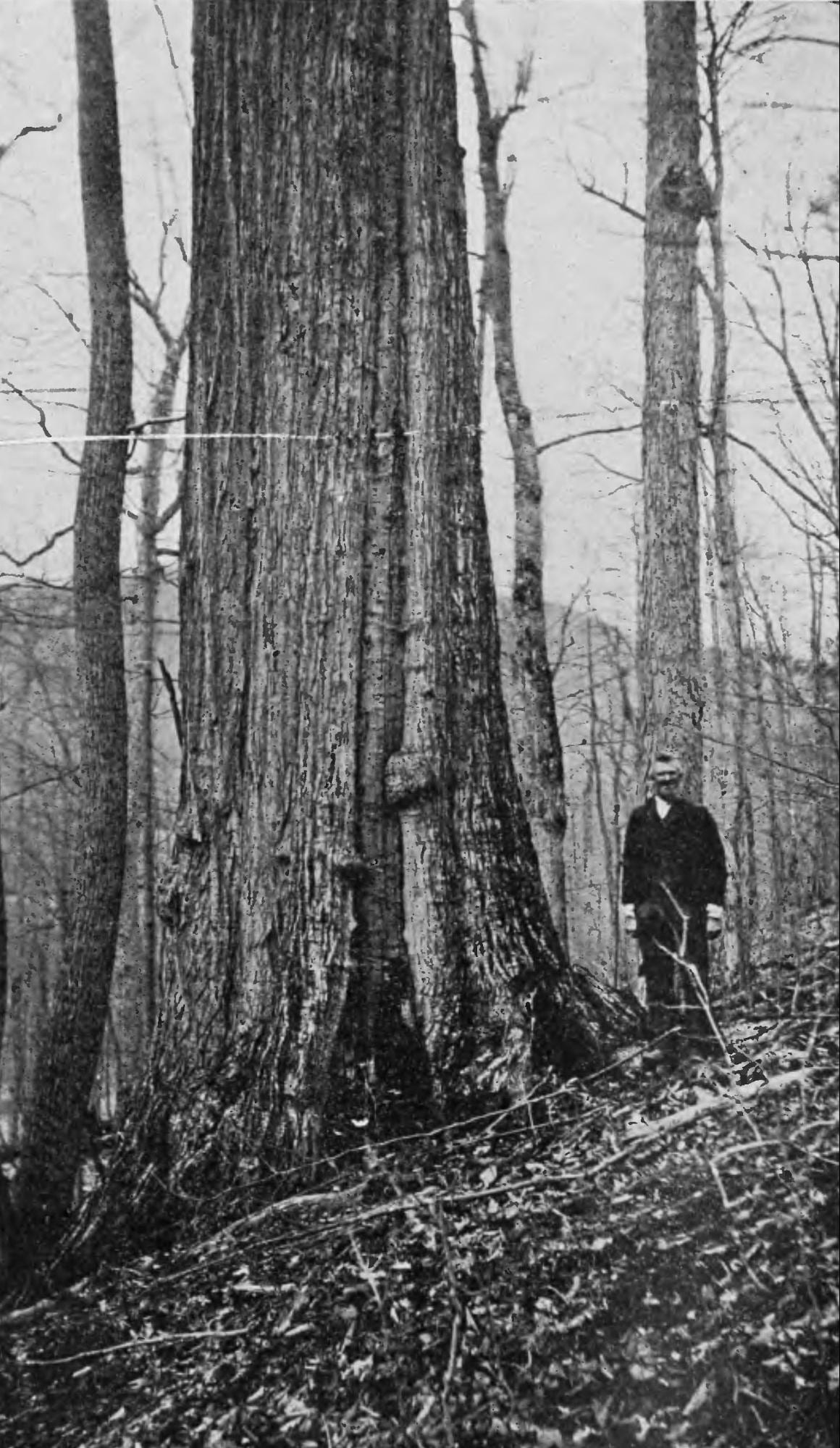American Chestnut, Mitchell County, North Carolina, 1914. Photograph supplied by the United States Forest Service. [Public domain: Arthur H. Graves: The future of the chestnut tree in North America. The Popular science monthly, Volume 84, p561. New York, Popular Science Pub. Co., June 1914. Online: archive.org.]