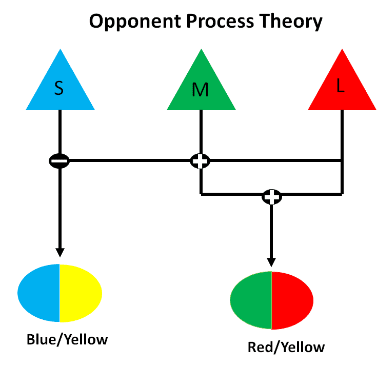 Opponent Process Theory: Stimulus from the cones in our eye are processed in opposing color pairs red/green or yellow/blue. Red/green is processed by subtracting the signal from the Medium Wavelength (M) â€œgreenâ€ cones from the signal from Long Wavelength (L) â€œredâ€ cones. The high er the combined signal, the redder an object will appear, the lower the combined signal, the greener an object will appear. Yellow/Blue is processed by subtracting the signal from the Small Wavelength (S) â€œblueâ€ cones from the combined signal of L and M cones . Image created by author