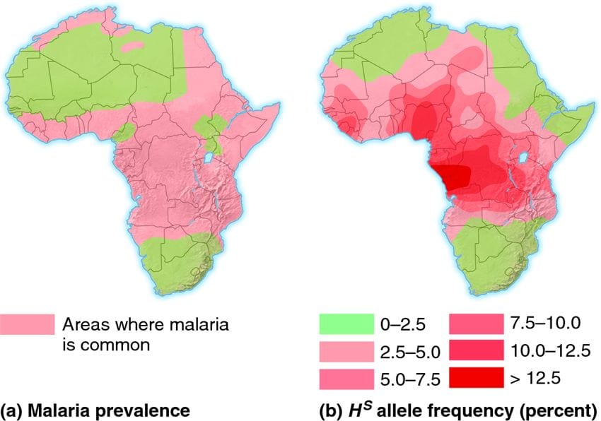 The map on the right shows the areas where the frequency of the sickle cell anemia causing gene is highest (source)