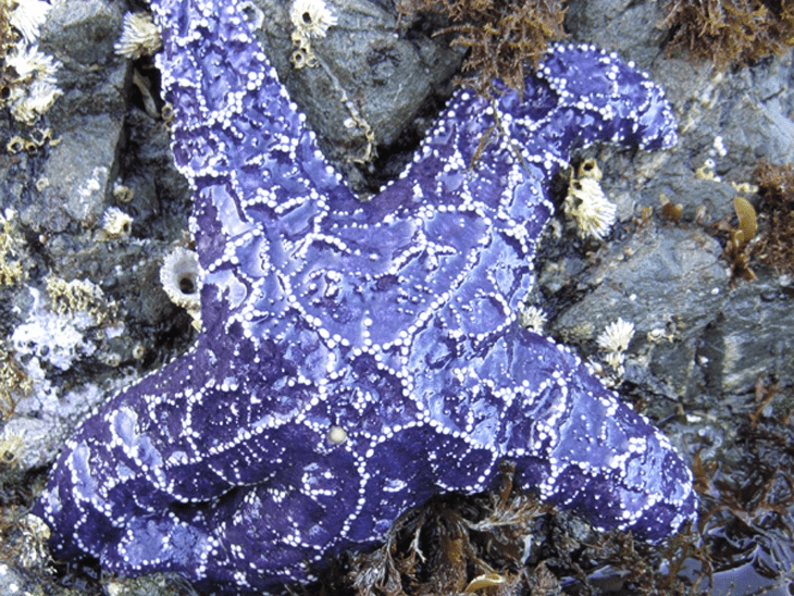 Pisaster ochraceus, the species of sea stars in the SSWD study  (Image source)