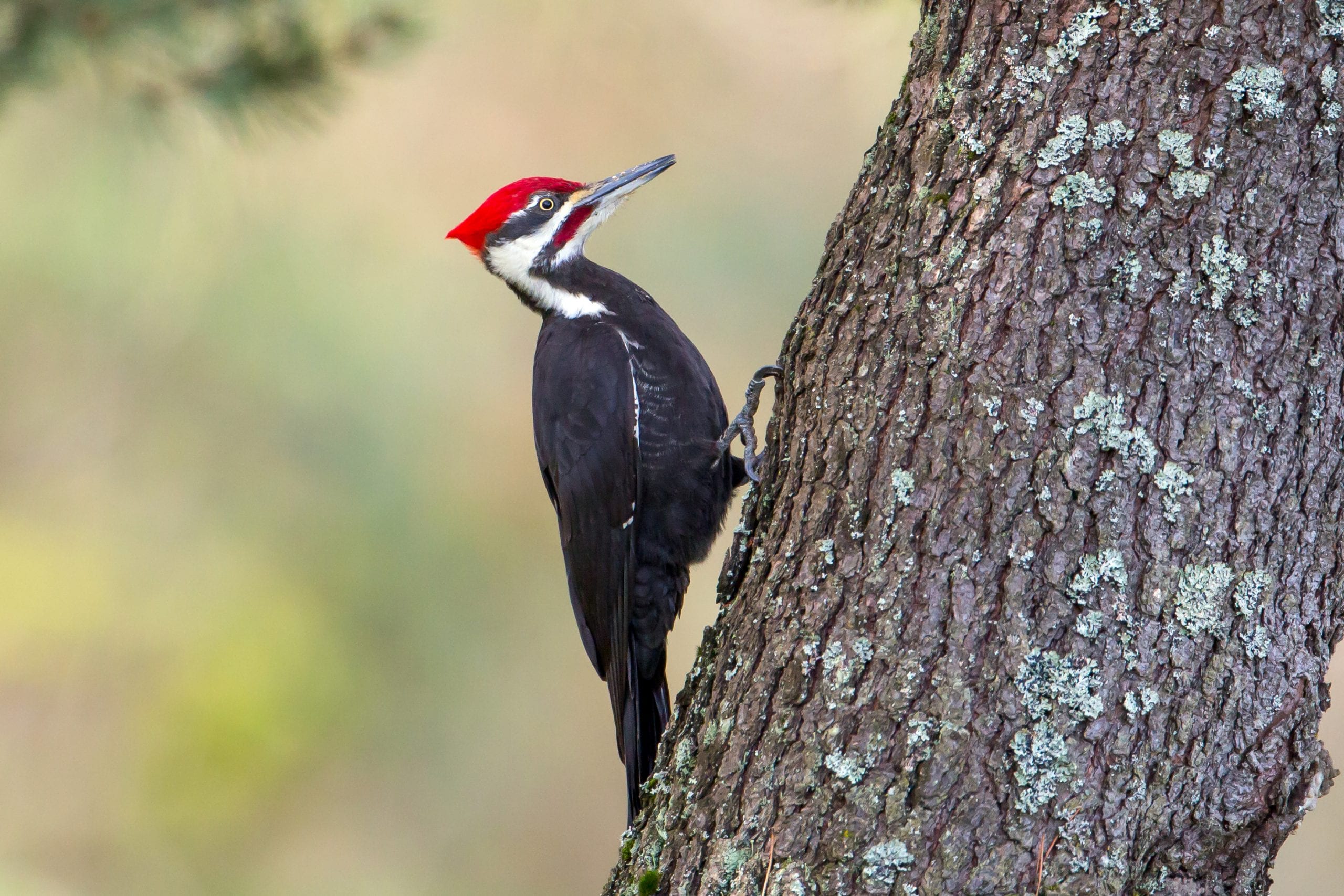 pileated-woodpeckers
