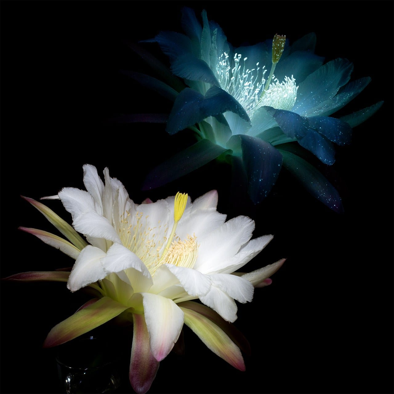Organ-Pipe-Cactus-Flower-4-Comparison