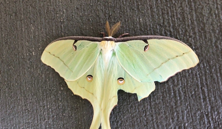 luna-moth
