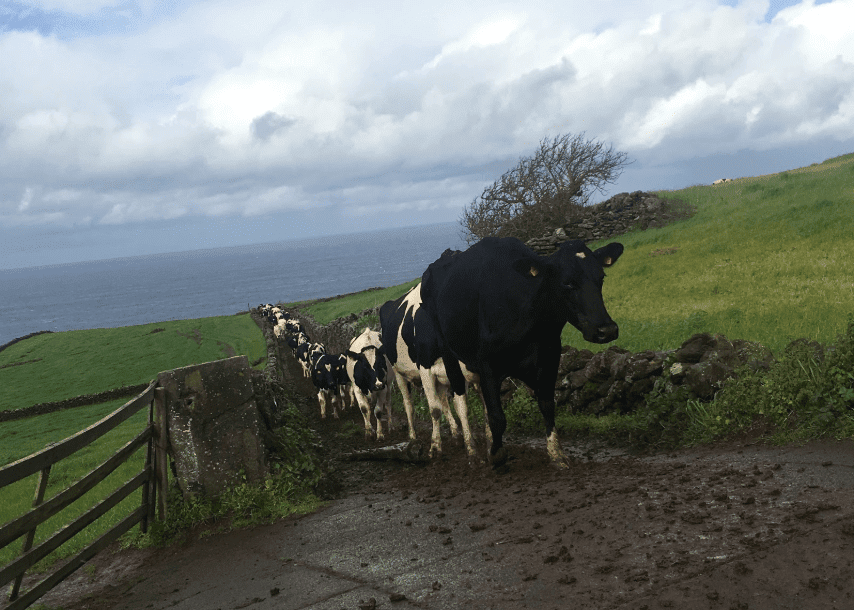 cows-dookwah