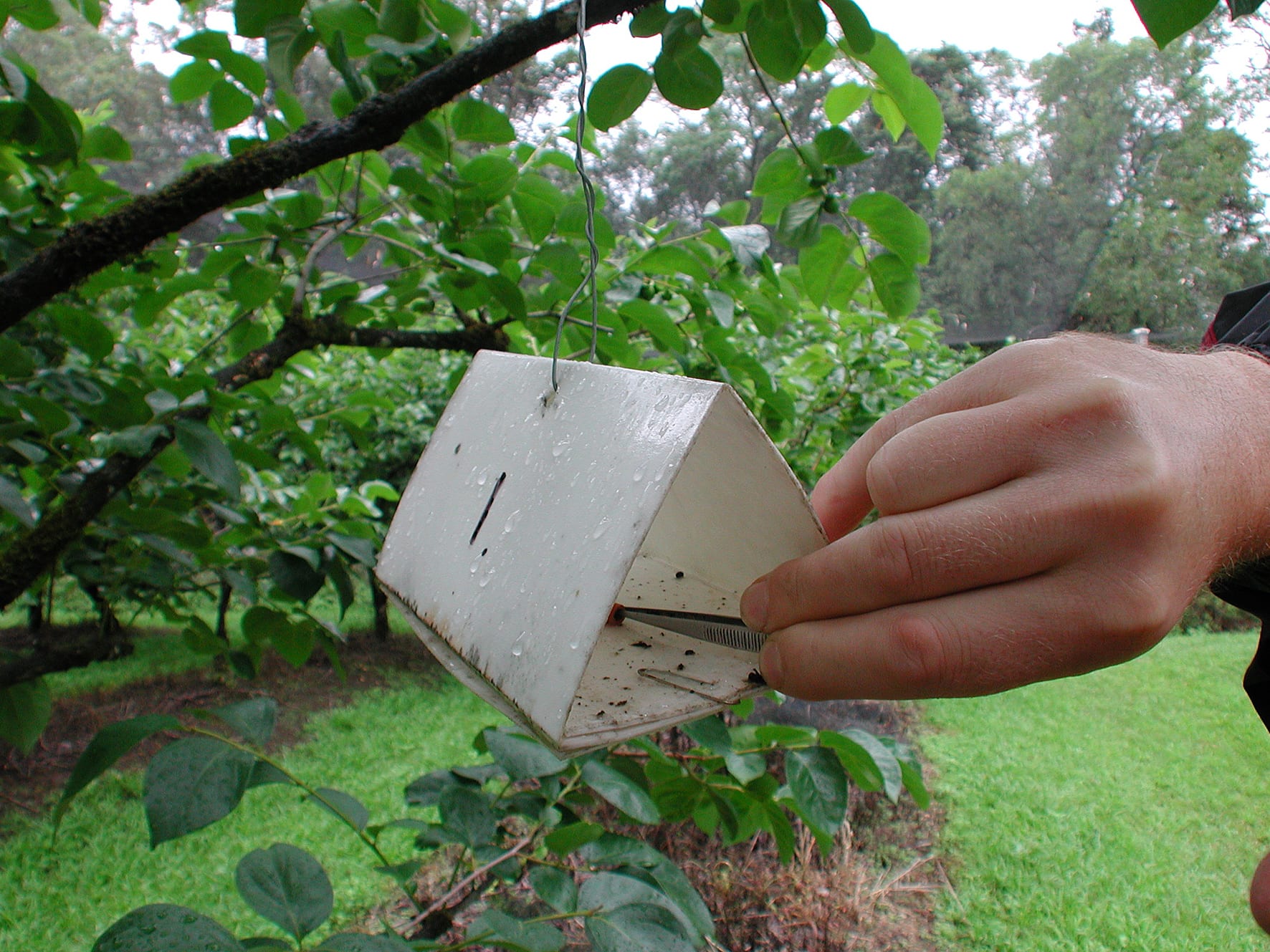 CSIRO_ScienceImage_2435_Using_Insect_Pheromones_Against_Insect_Infestation