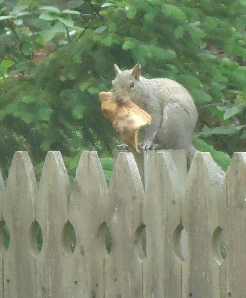 Squirrel_on_a_fence_eating_a_slice_of_pizza