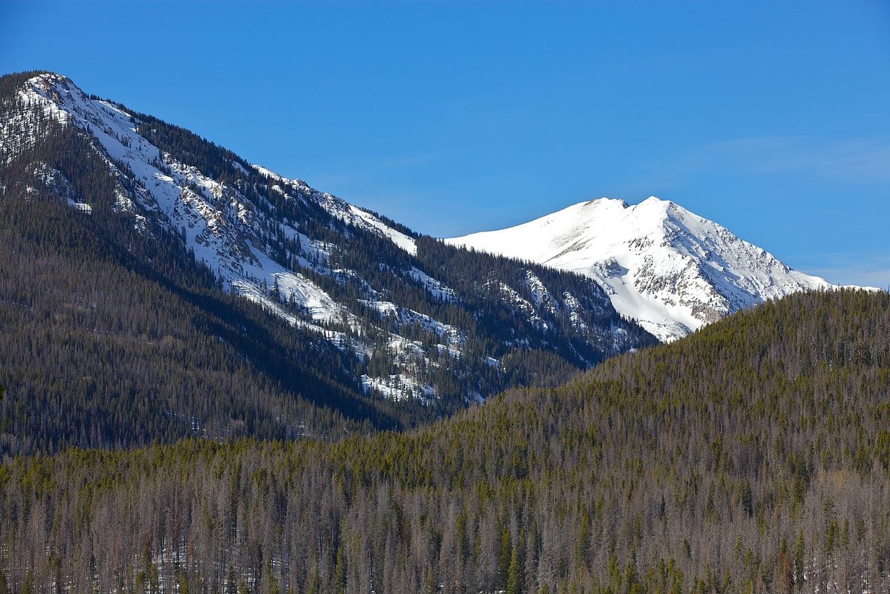 1280px-Mountain_pine_beetle_damage_in_Rocky_Mountain_National_Park