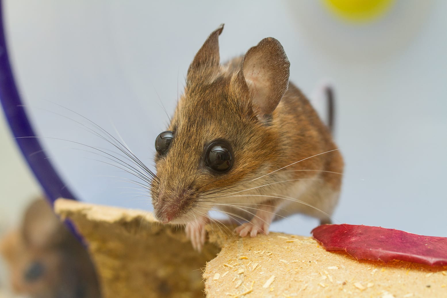 Captive-White-Footed-Mouse