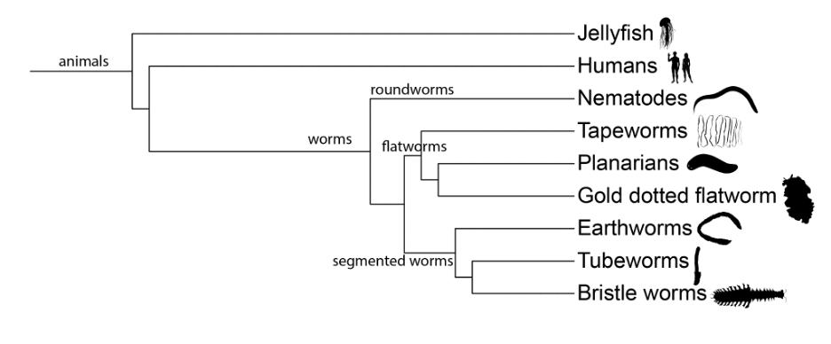 A family tree depicting how various worms are related to each other, as well as to humans and jellyfish. All worms are distantly related to humans and jellyfish. Flatworms and segmented worms are more closely related to each other than they are to roundworms.