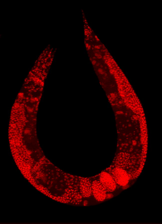 A 2D red-stained microscope image of a C. elegans worm shown roughly in a horseshoe position. Round structures are visible within the body.