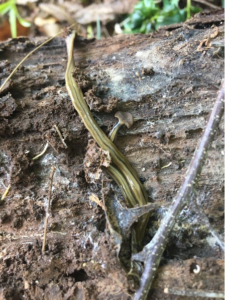 A slimy, tan shovel-headed worm with darker stripes running down the length of its body is resting on a decaying piece of wood.