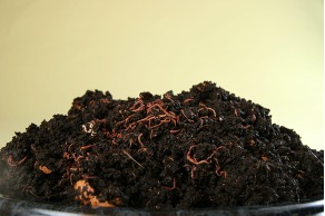A pile of black compost sits on a plate with several red earthworms crawling about its surface.