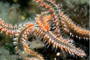 Brown, segmented worms with flashes of bright orange coloration and white bristles coming out from their sides.