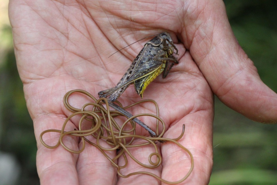A human hand holds a grasshopper being parasitized by a long, slender, tan worm.